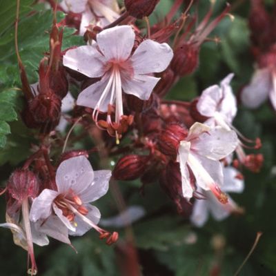 Герань крупнокорневищная Альбум - Dolina-Sad.Ru