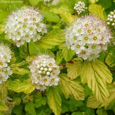 Пузыреплодник Наггет, С2 - Dolina-Sad.Ru