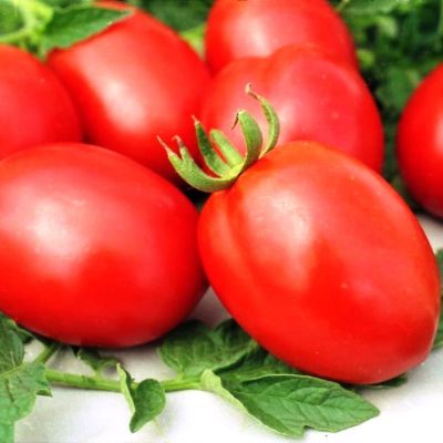 Томат Де Барао Красный Томат Де Барао Красный фото