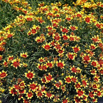 Кореопсис Хоней Бонч Ред энд Голд , x Кореопсис Хоней Бонч Ред энд Голд , x фото