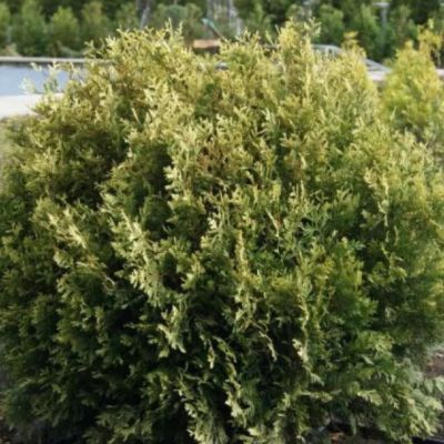 Туя западная Столвик Туя западная Столвик фото