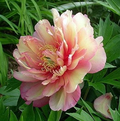 Пион Салмон Орандж Пион Салмон Орандж фото