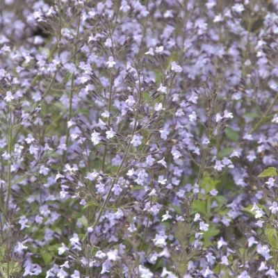 Душевик Блю Клауд Душевик Блю Клауд - Dolina-Sad.Ru