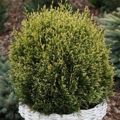 Туя западная Столвик Туя западная Столвик фото