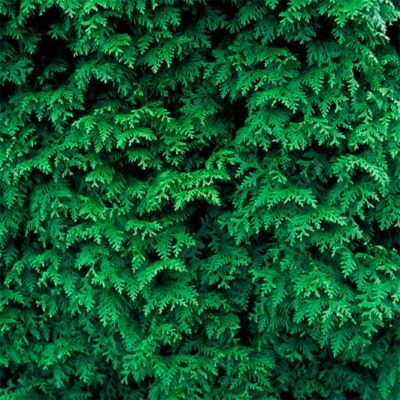 Туя складчатая Гельдерлэнд Туя складчатая Гельдерлэнд - Dolina-Sad.Ru