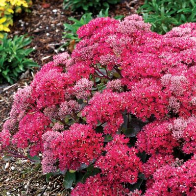 Седум Седакшн Роуз Шарм Седум Седакшн Роуз Шарм - Dolina-Sad.Ru