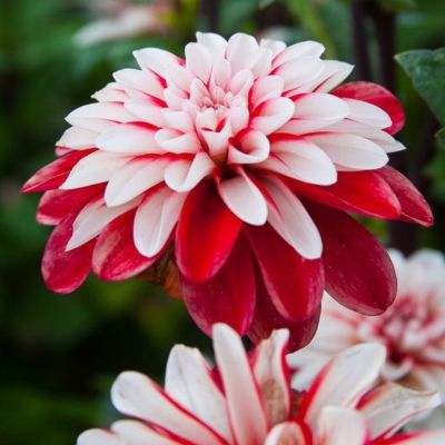 Георгина Пасифик Тайм - Dolina-Sad.Ru