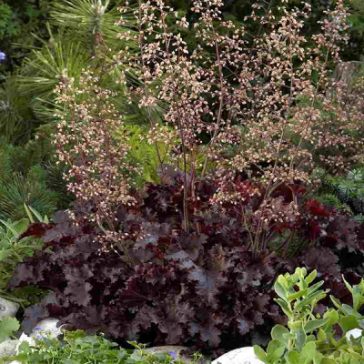 Гейхера мелкоцветковая Мелтинг Файр Гейхера мелкоцветковая Мелтинг Файр фото