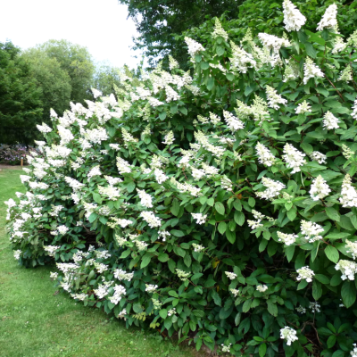 Гортензия метельчатая Тардива фото