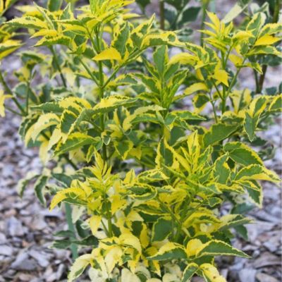 Бузина черная Мадонна Бузина черная Мадонна - Dolina-Sad.Ru