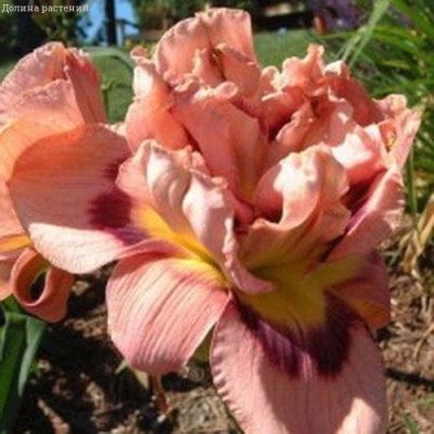 Лилейник Флэмбоинт Эджес Лилейник Флэмбоинт Эджес фото