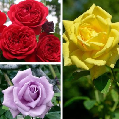 Микс чайно-гибридных роз (3=2) Микс чайно-гибридных роз (3=2) фото