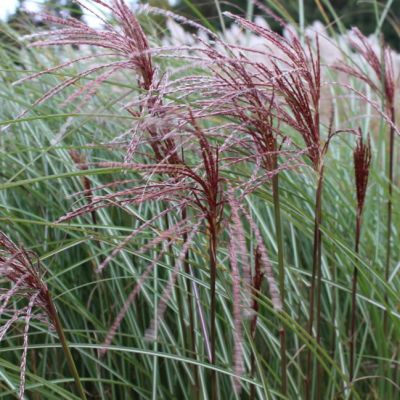 Мискантус китайский Грацилимус , P11 Мискантус китайский Грацилимус , P11 фото