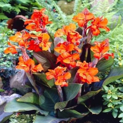 Канна Э. Нойберт Канна Э. Нойберт фото