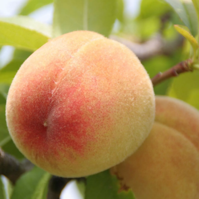 Персик Белгородский Персик Белгородский фото