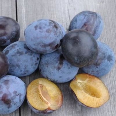 Слива Тульская Черная Слива Тульская Черная фото