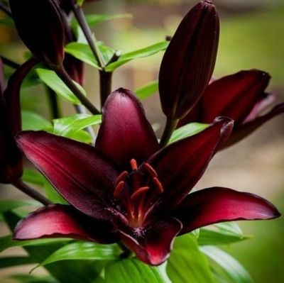 Лилия Маскара Лилия Маскара фото