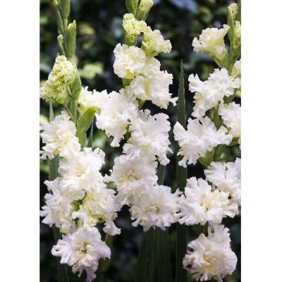 Гладиолус Октопус Гладиолус Октопус - Dolina-Sad.Ru