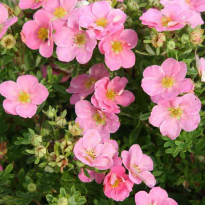 Лапчатка кустарниковая Пинк Бьюти Лапчатка кустарниковая Пинк Бьюти фото