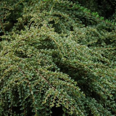 Кизильник горизонтальный, С3 - Dolina-Sad.Ru