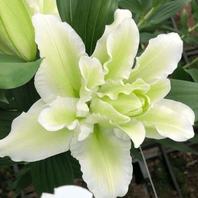 Лилия Роузлили Джоэлла - Dolina-Sad.Ru