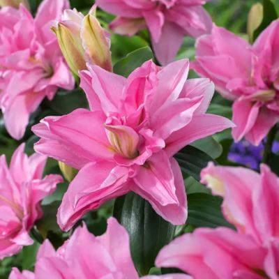 Лилия Роузлили Эдита - Dolina-Sad.Ru