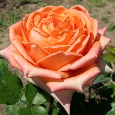 Роза Эльдорадо Роза Эльдорадо - Dolina-Sad.Ru