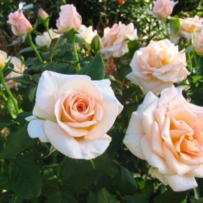 Роза Океан 06 Роза Океан 06 - Dolina-Sad.Ru