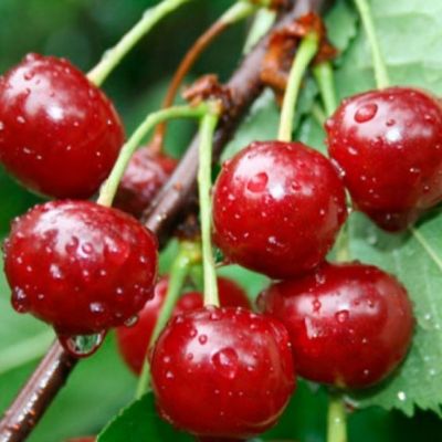 Вишня Конфитюр Вишня Конфитюр фото