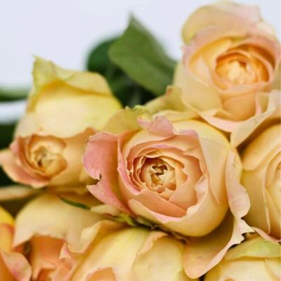 Роза Карамель - Dolina-Sad.Ru