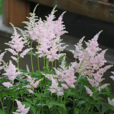 Астильба японская Европа Астильба японская Европа фото