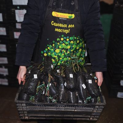 Скарлет Мейландин Скарлет Мейландин фото