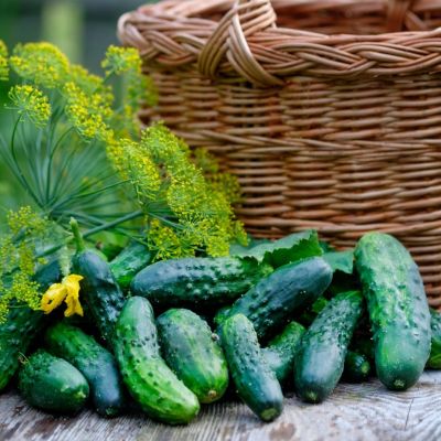 Огурец Аванс F1 корнишон автор. Огурец Аванс F1 корнишон автор. - Dolina-Sad.Ru