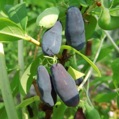 Жимолость Синичка Жимолость Синичка фото