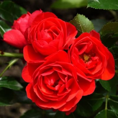 Роза Соррент фото