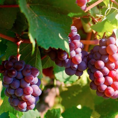 Виноград Мускат розовый - Dolina-Sad.Ru