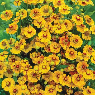 Гелениум Зимбелштерн Гелениум Зимбелштерн - Dolina-Sad.Ru