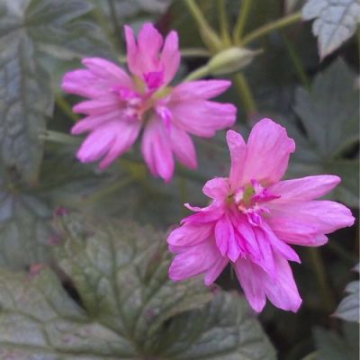 Герань оксфордская Сауткомб Дабл Герань оксфордская Сауткомб Дабл - Dolina-Sad.Ru