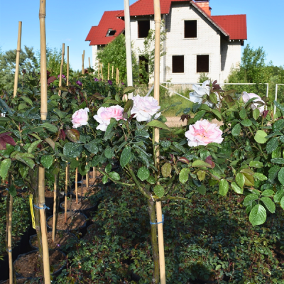 Роза Штамбовая Вайтэ Шейд ов Пэйл Роза Штамбовая Вайтэ Шейд ов Пэйл - Dolina-Sad.Ru