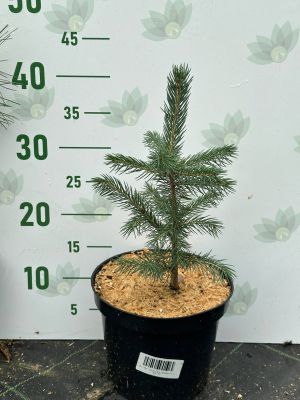 Ель Голубая Роял Блу, С3 - Dolina-Sad.Ru