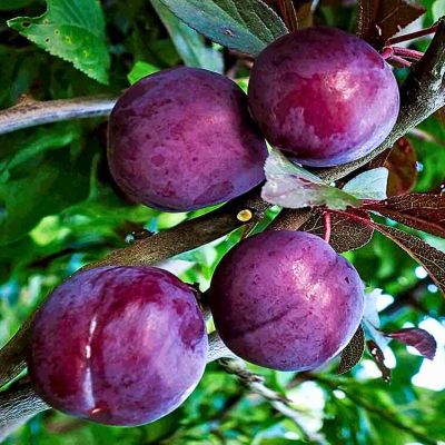 Слива Панна Слива Панна - Dolina-Sad.Ru