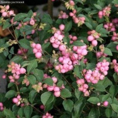 Снежноягодник Мазер оф Перл (2 шт.) Снежноягодник Мазер оф Перл (2 шт.) фото