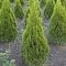 Туя западная Жеска Туя западная Жеска - Dolina-Sad.Ru