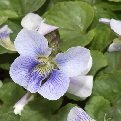 Фиалка бабочковидная "Прайса" фото