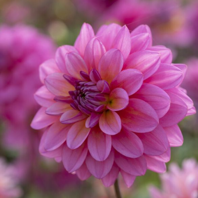 Георгина Будилл - Dolina-Sad.Ru