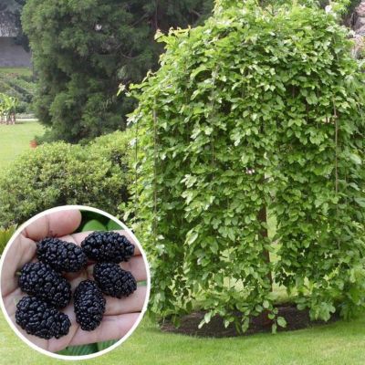 Шелковица на штамбе Шелковица на штамбе фото