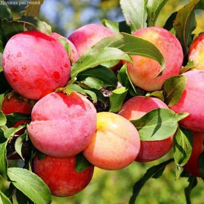 Слива персиковая Скороплодная Слива персиковая Скороплодная фото