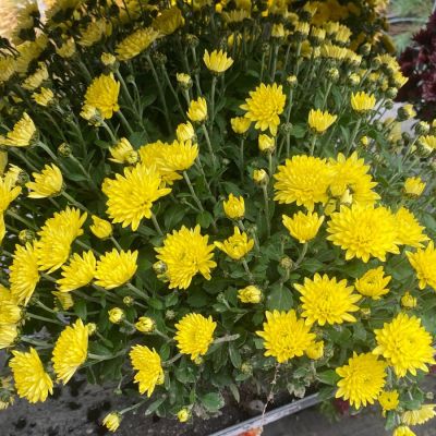Хризантема мультифлора Бранфонтей Еллоу Хризантема мультифлора Бранфонтей Еллоу - Dolina-Sad.Ru
