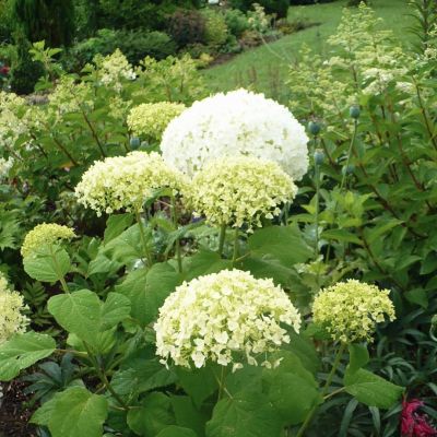 Гортензия древовидная Баунти, С5 Гортензия древовидная Баунти, С5 - Dolina-Sad.Ru