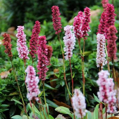 Горец родственный Дональд Лаундес , P9 Горец родственный Дональд Лаундес , P9 фото